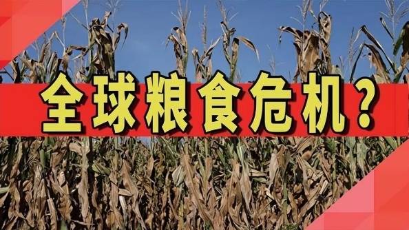 产业不仅有助于缓解粮食危机也有利于传播中华文化！凯发K8天生赢家一触即发专家建言